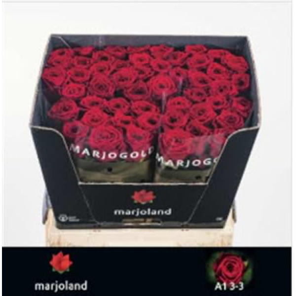 Rose Gr Red Naomi! 3-3 Optimaal 60cm A1 (Valentine Pre Order)