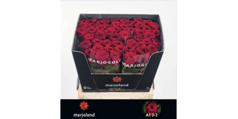 Rose Gr Red Naomi! 3-3 Optimaal 60cm A1 (Valentine Pre Order)