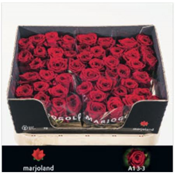 Rose Gr Red Naomi! 3-3 Optimaal 70cm A1 (Valentine Pre Order)