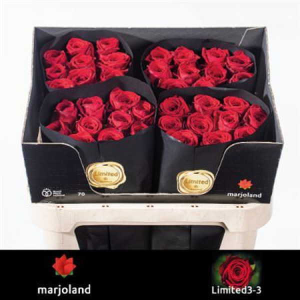 Rose Gr Red Naomi! Limited Marjoland 70cm A1 (Valentine Pre Order)