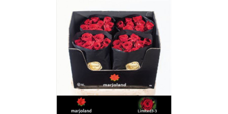 Rose Gr Red Naomi! Limited Marjoland 80cm A1 (Valentine Pre Order)