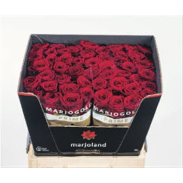 Rose Gr Red Naomi! 3-4 Optimaal Rijpe 60cm A1 (Valentine Pre Order)