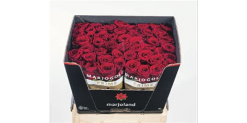 Rose Gr Red Naomi! 3-4 Optimaal Rijpe 60cm A1 (Valentine Pre Order)