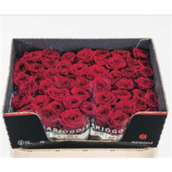 Rose Gr Red Naomi! 3-4 Optimaal Rijpe 70cm A1 (Valentine Pre Order)