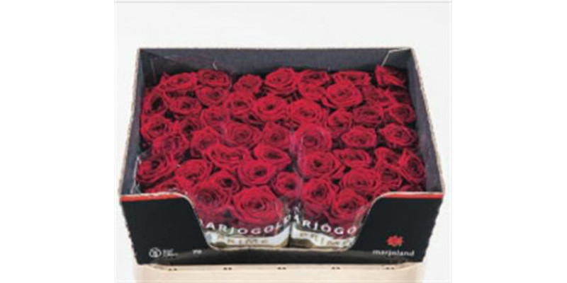 Rose Gr Red Naomi! 3-4 Optimaal Rijpe 70cm A1 (Valentine Pre Order)