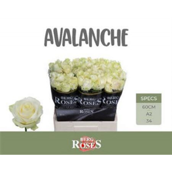 Rose Gr Avalanche plus A Van Der Berg A2 60cm A2 (Valentine Pre Order)