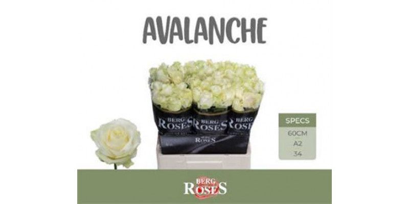 Rose Gr Avalanche plus A Van Der Berg A2 60cm A2 (Valentine Pre Order)