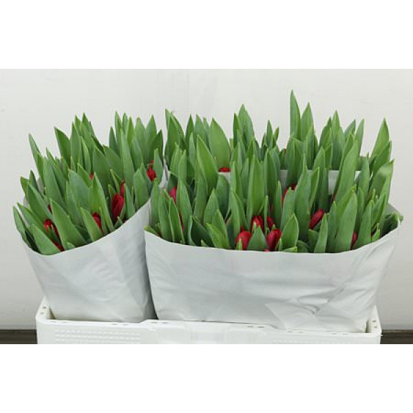 Tulips En Ile De France 37cm A1 (Valentine Pre Order)