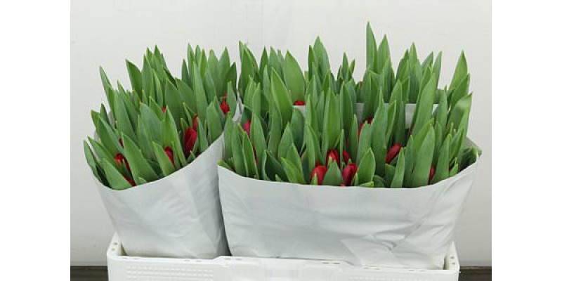 Tulips En Ile De France 37cm A1 (Valentine Pre Order)