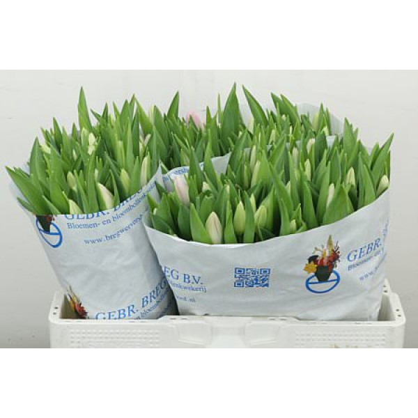 Tulips En Dynasty 40cm A1 (Valentine Pre Order)