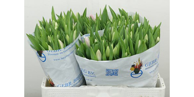 Tulips En Dynasty 40cm A1 (Valentine Pre Order)