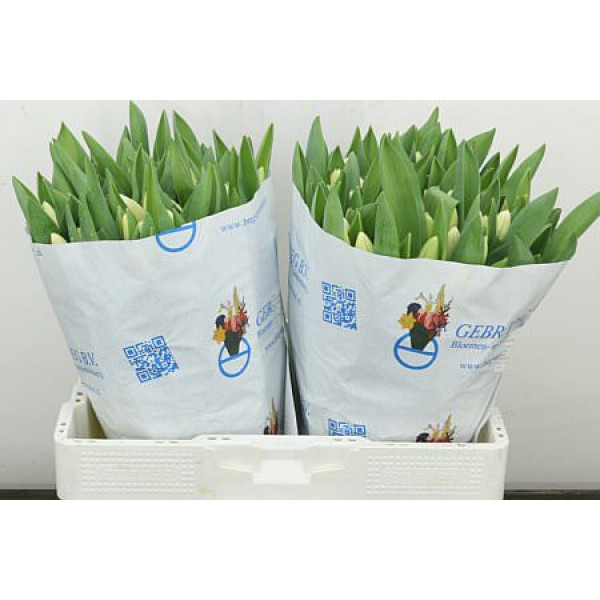 Tulips En Antarctica 40cm A1 (Valentine Pre Order)