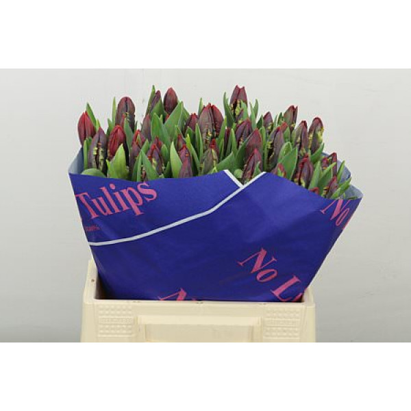 Tulips Pa Rococo 42cm A1 (Valentine Pre Order)