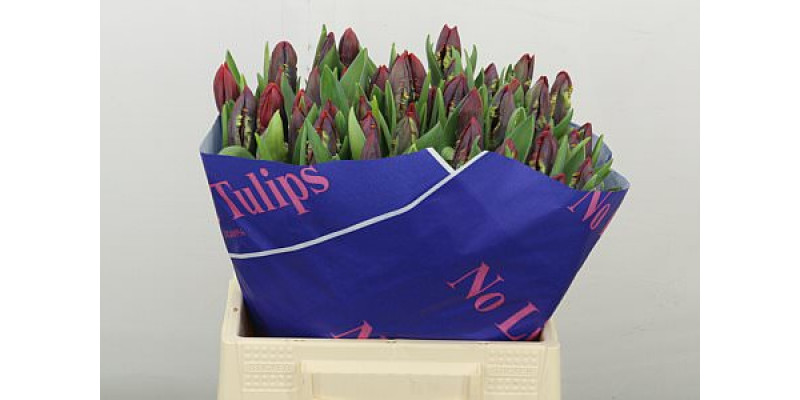 Tulips Pa Rococo 42cm A1 (Valentine Pre Order)