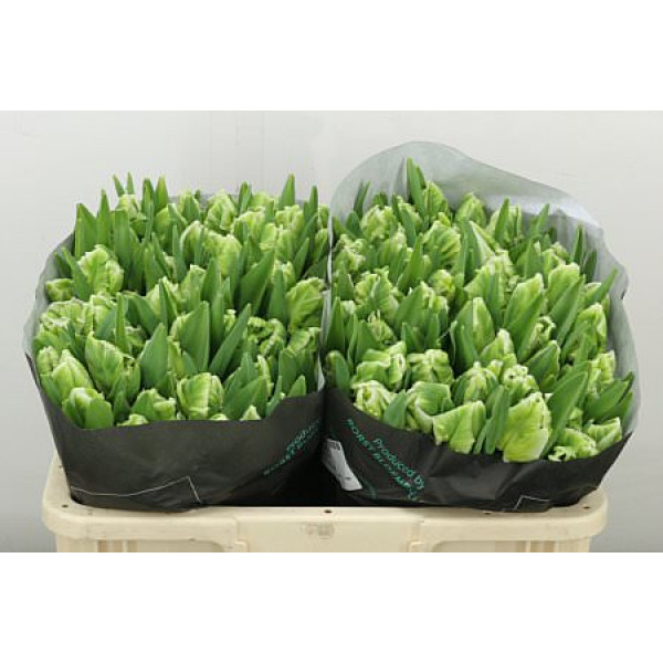 Tulips Pa Super Parrot 36cm A1 (Valentine Pre Order)