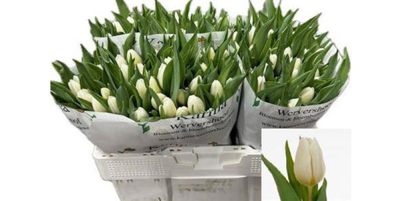 Tulips En White Prince 37cm A1 (Valentine Pre Order)