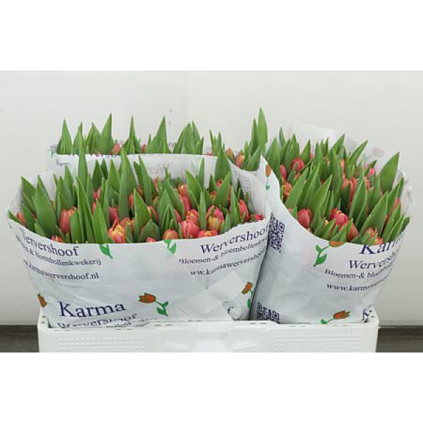 Tulips Du Columbus 40cm A1 (Valentine Pre Order)