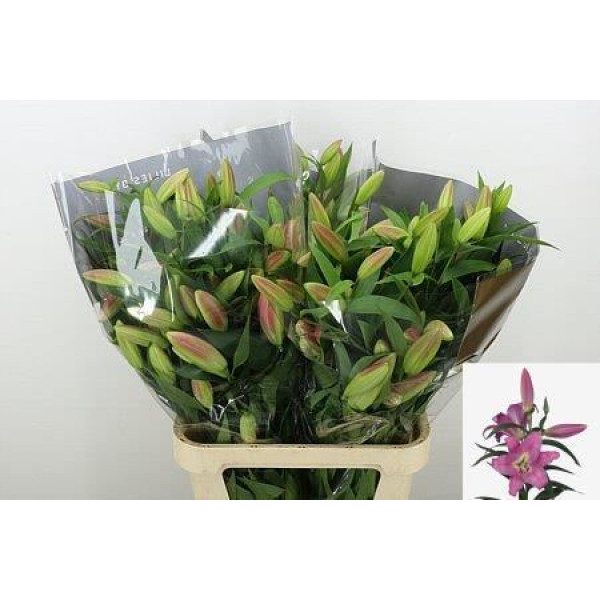 Lillys Ot Master 90cm A1 (Valentine Pre Order)