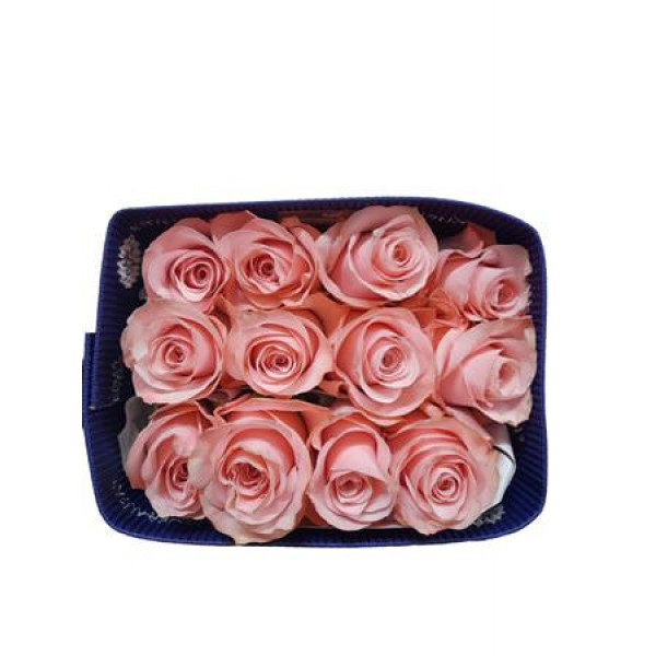 Rose Gr Eq B Sweet Bella 60cm A1 (Valentine Pre Order)