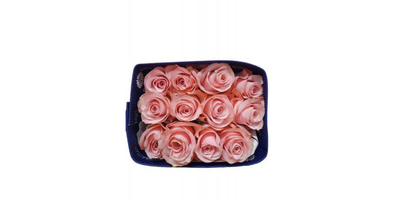 Rose Gr Eq B Sweet Bella 60cm A1 (Valentine Pre Order)