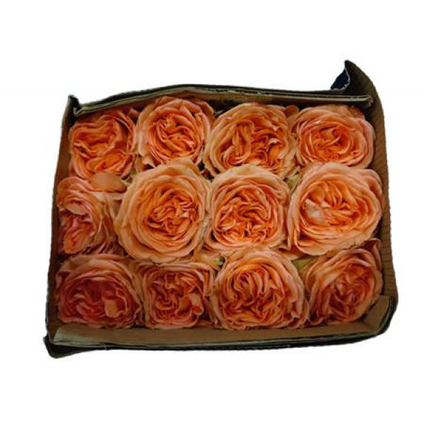 Rose Gr Eq Country Home Bella 60cm A1 (Valentine Pre Order)