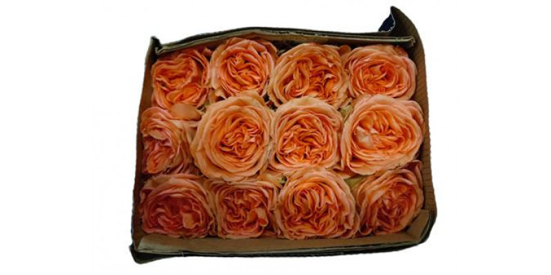 Rose Gr Eq Country Home Bella 60cm A1 (Valentine Pre Order)