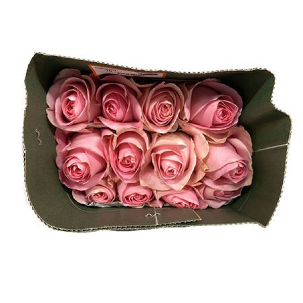 Rose Gr Eq Luciano Bella 60cm A1 (Valentine Pre Order)