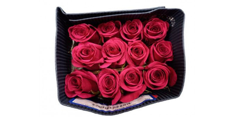 Rose Gr Eq Queenberry Bella 60cm A1 (Valentine Pre Order)