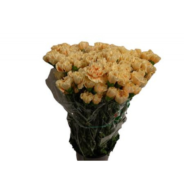 Dianthus St Apple Tea 65cm  Col-Peach