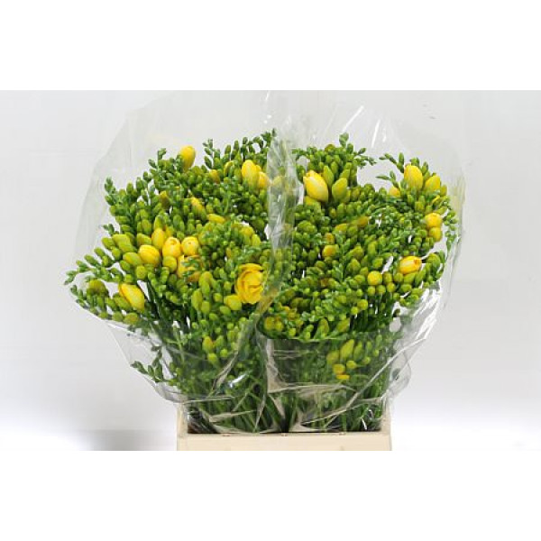 Freesias Du Soleil 48cm 1E Col-Yellow