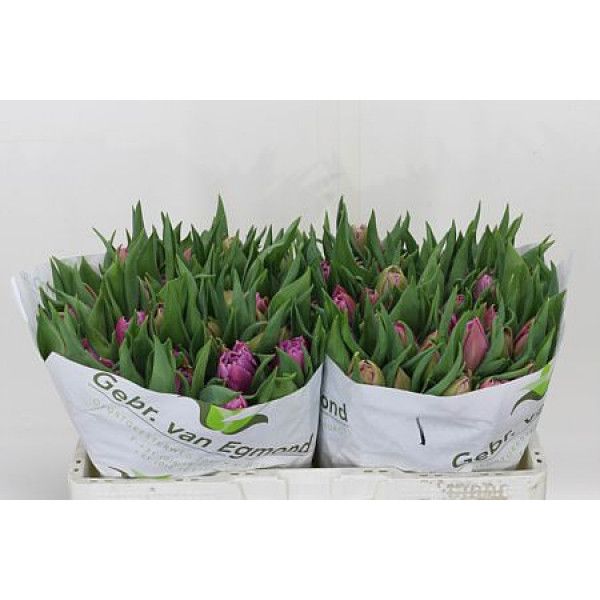 Tulips Du Double Price 32cm A1 Col-Milka