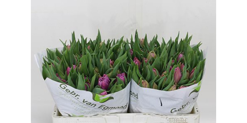 Tulips Du Double Price 32cm A1 Col-Milka