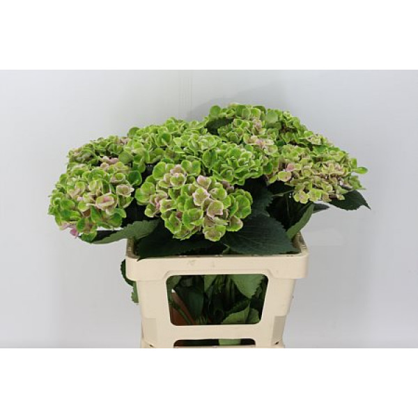 Hydrangea M Mag Amethyst 65cm A1 Col-Pink