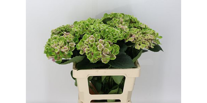 Hydrangea M Mag Amethyst 65cm A1 Col-Pink