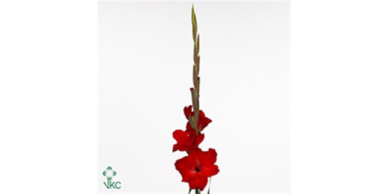 Gladioly Gr Rood 0cm 