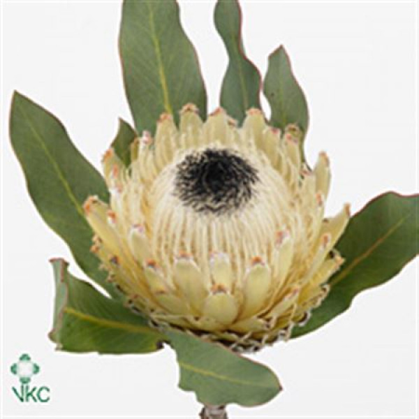 Protea Barbigera Snow Queen 45cm  Col-White