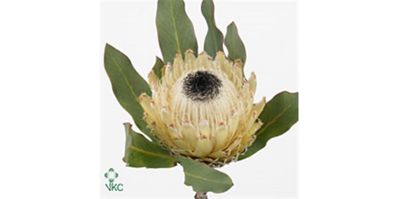 Protea Barbigera Snow Queen 45cm  Col-White