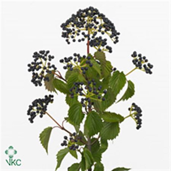 Viburnum Magical Blue 100cm A1