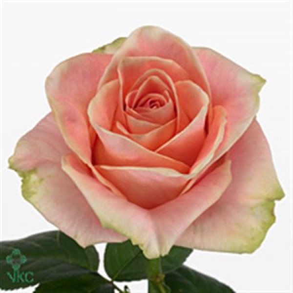 Rose Gr Pink Finess 60cm A1