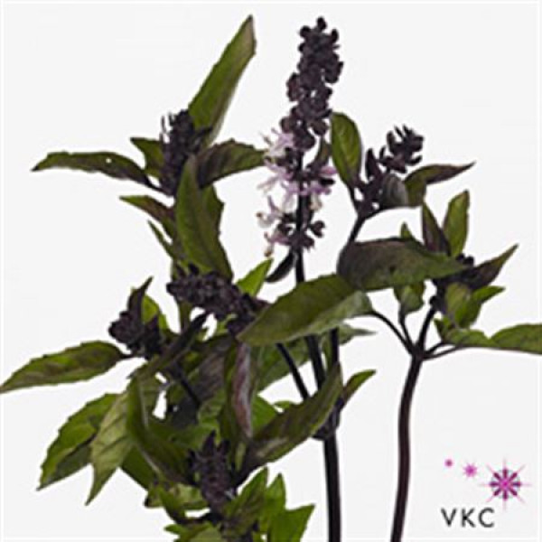 Ocimum Basilicum Margarita 60cm A1