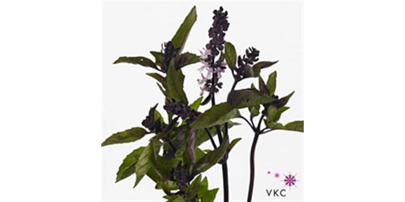 Ocimum Basilicum Margarita 60cm A1