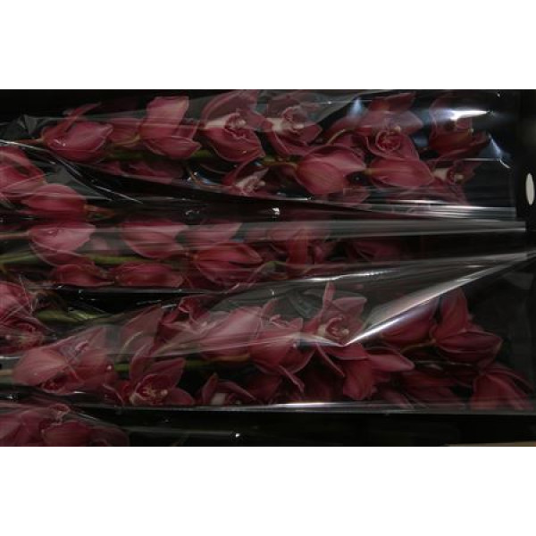 Orchid Cymb T Toledo 80cm A1