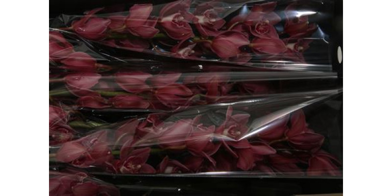 Orchid Cymb T Toledo 80cm A1
