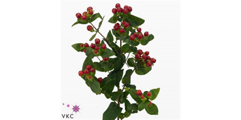 Hypericum Wild Romance 80cm A1