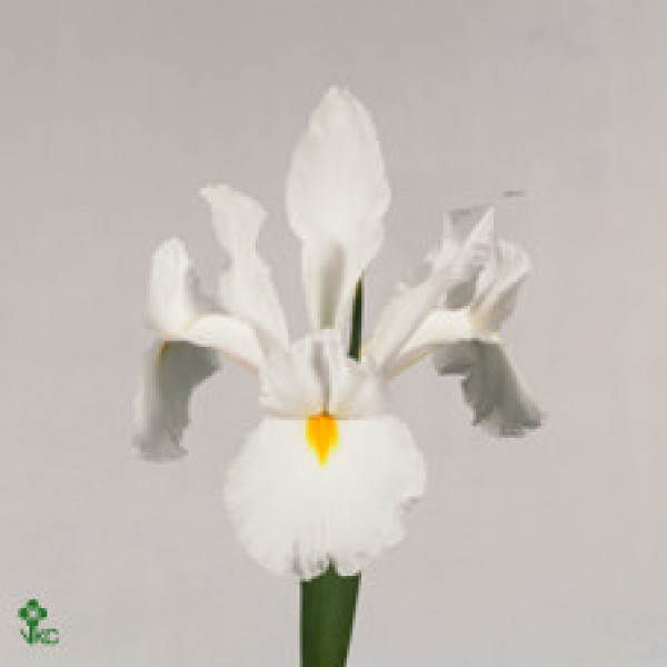 Iris Casablanca  Col-White