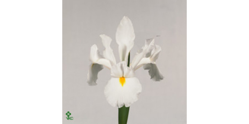 iris cuprace 65cm A1