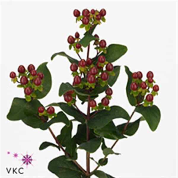 Hypericum Coco Montana 60cm  Col-Brown