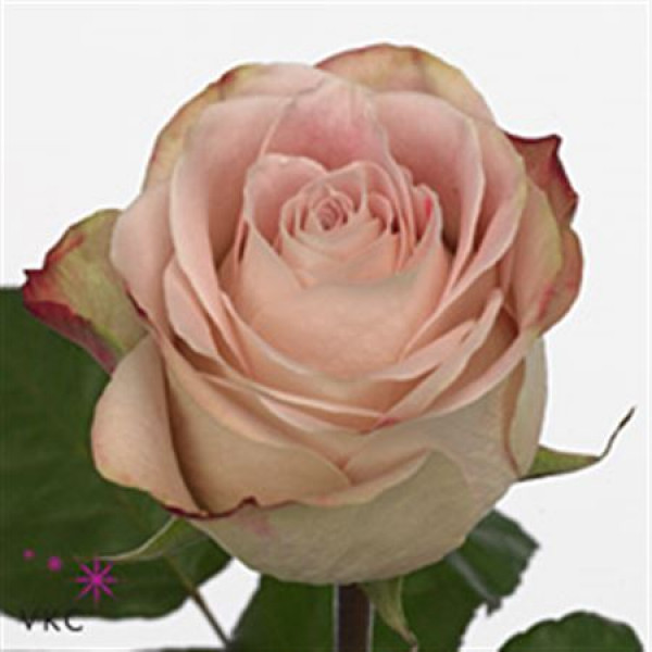 Rose Gr Upper Secret 60cm A1