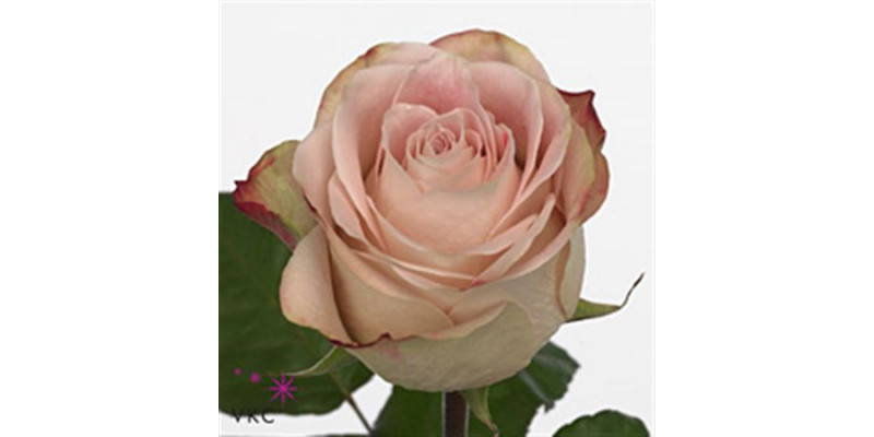 Rose Gr Upper Secret 60cm A1