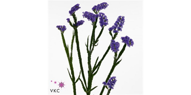 Limonium S Lil Sun Birds 60 A1Blue